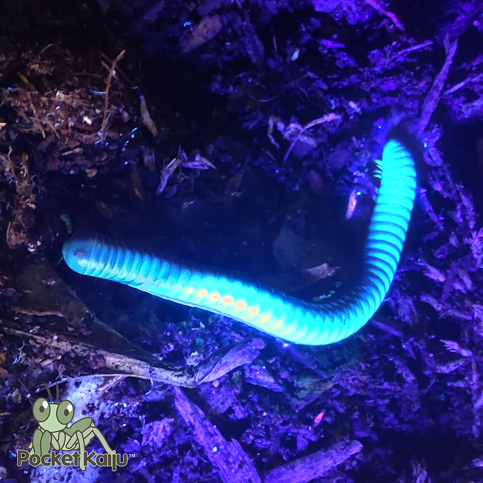 Thumbnail: Yellow-Legged Millipedes