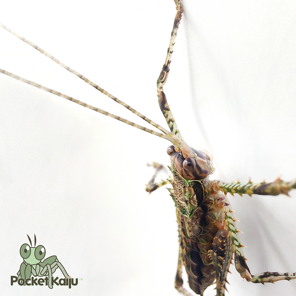 Thumbnail: Rainforest Tree Katydid (Phricta spinosa)
