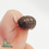 Thumbnail: Roly-poly (Armadillidium vulgare)