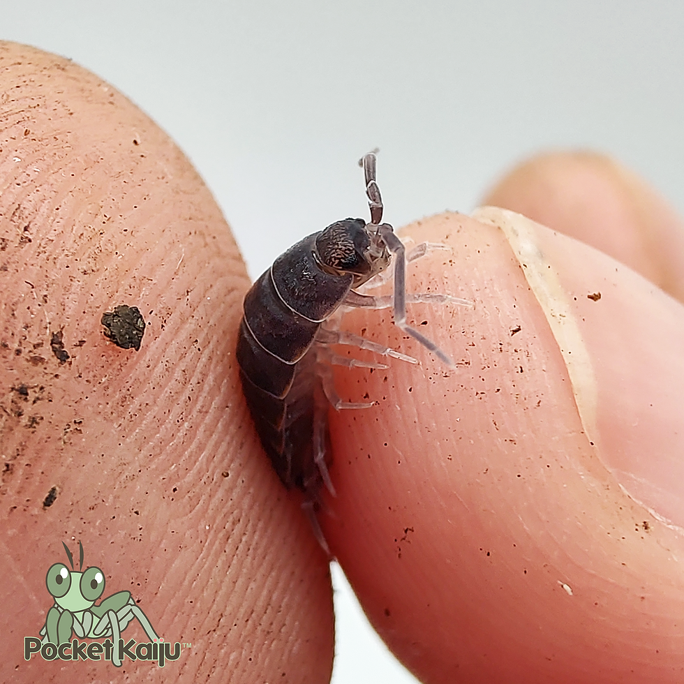 Thumbnail: Powder Blue Isopods (Porcellionides pruinosus)