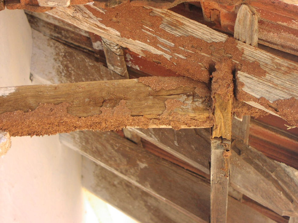 Soil termites attacking the timber rafters
