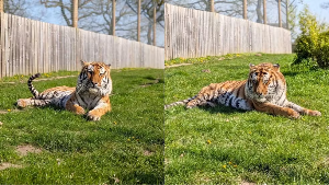 Homem morre após ser atacado por tigre ao entrar em recinto de zoológico reservado ao animal