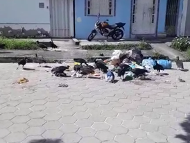 Mais uma vez Eunápolis amanheceu no lixo, ruas estavam tomadas pela sujeira 