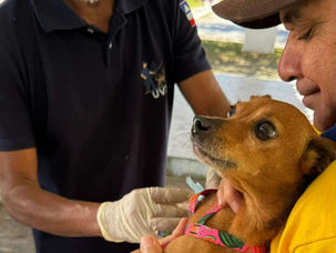 Eunápolis inicia campanha de vacinação antirrábica na zona urbana