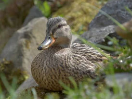 Sem espaço e prestígio político com eunapolitanos tem gente querendo servir o 'Pato com laranja'