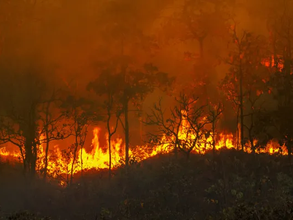 Amazônia em chamas: onde estão os artistas que antes cantavam pela floresta?