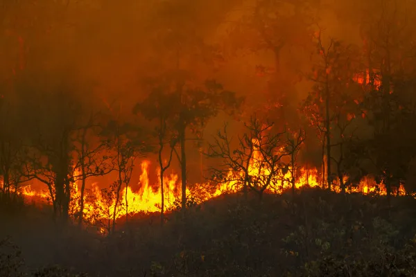 Amazônia em chamas: onde estão os artistas que antes cantavam pela floresta?