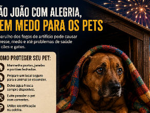 Fogos de artifício no São João: tradição para uns, sofrimento para os pets