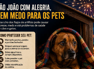 Fogos de artifício no São João: tradição para uns, sofrimento para os pets