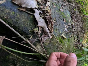 Momentos de terror é filmado em acidente com queda de paraquedas