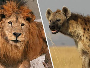 Robério Oliveira e a saga do Leão solitário