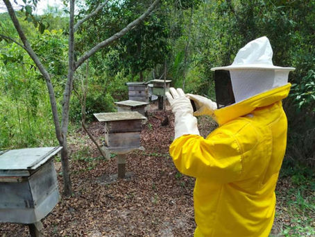 Crime ambiental| Veneno aplicado pela Veracel Celulose estaria matando abelhas