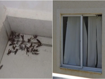 Invasão de marimbondos preocupa moradores de cidade baiana