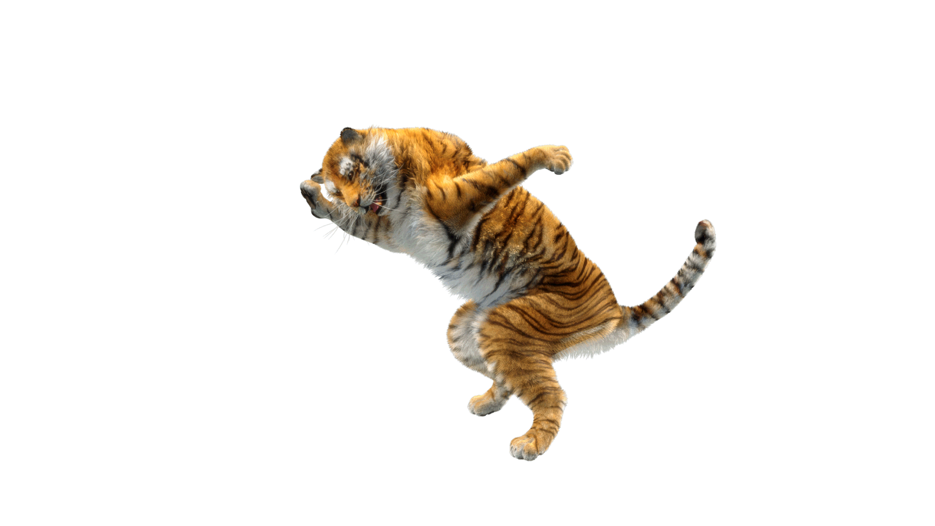 Tiger-Dancing-4.gif