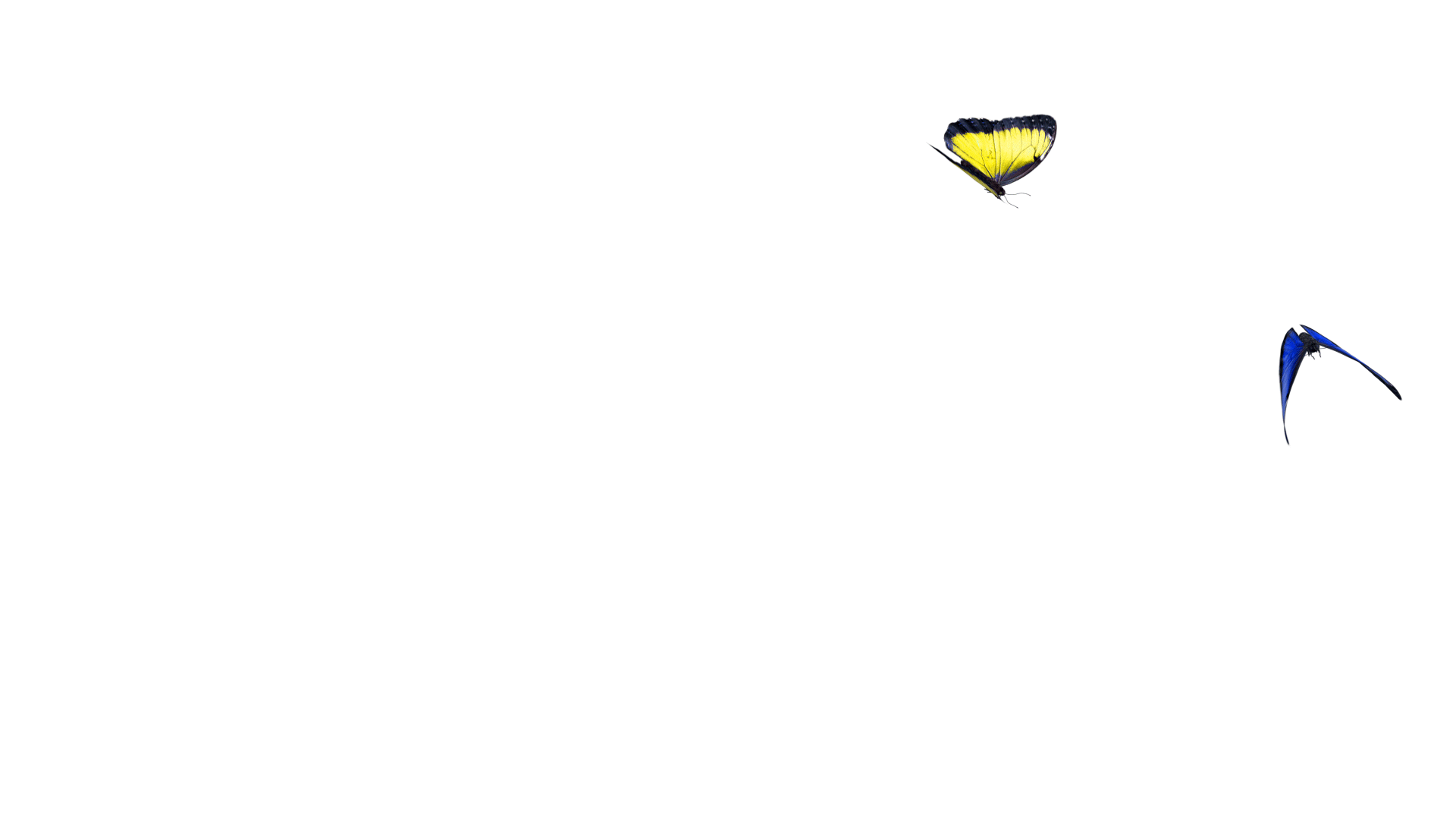Butterflies-animated.gif