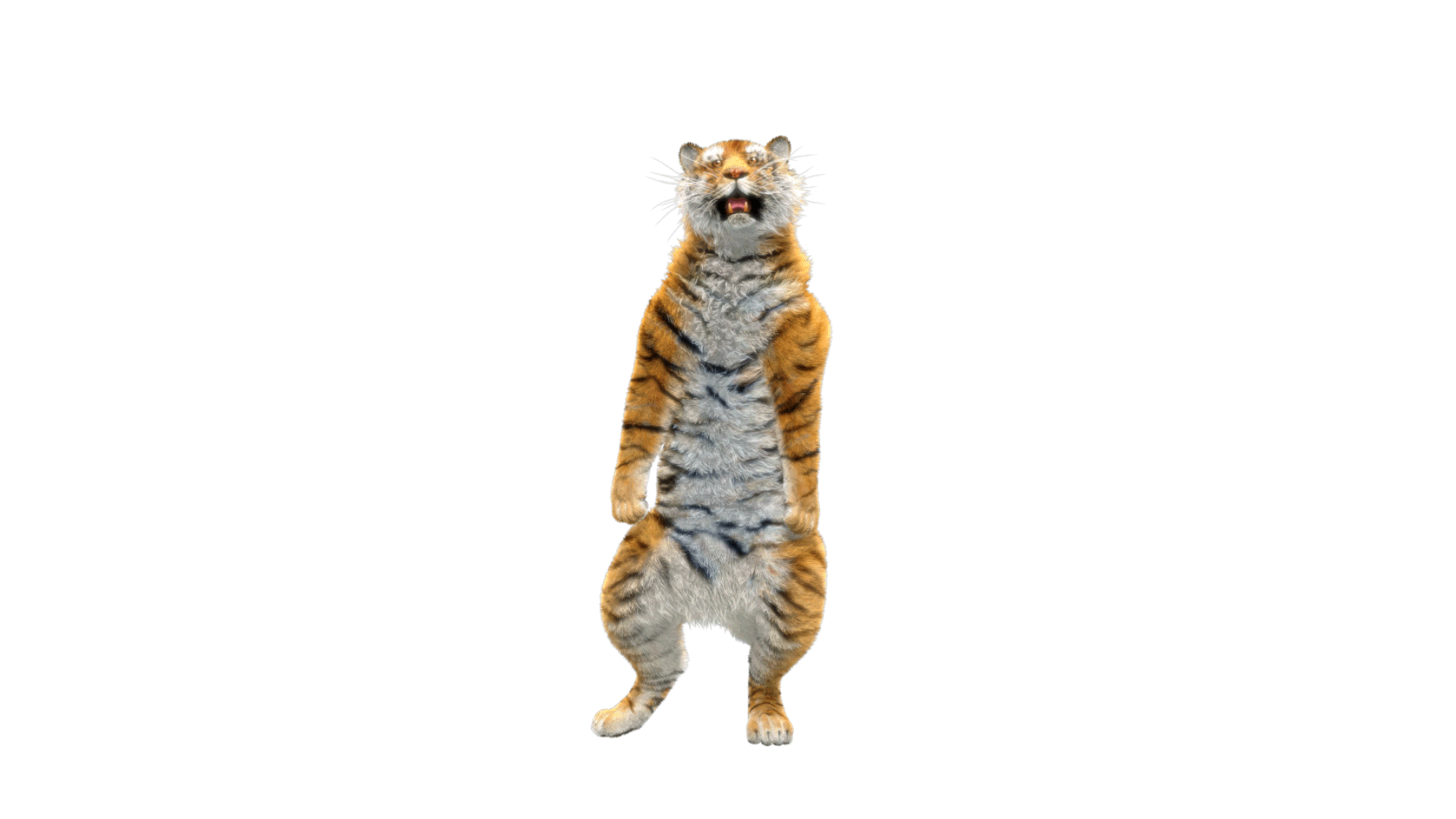 Tiger-dancing-3.gif
