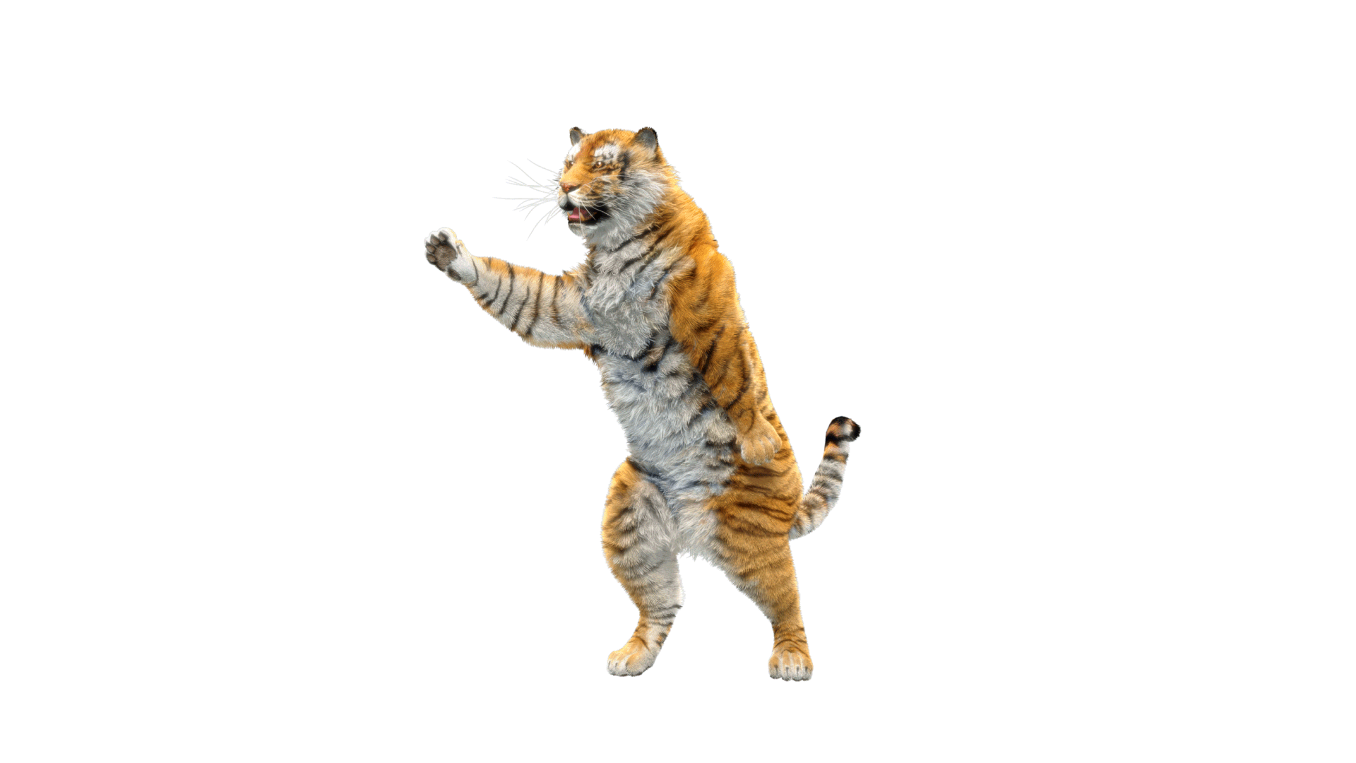 Tiger-Dancing-2.gif