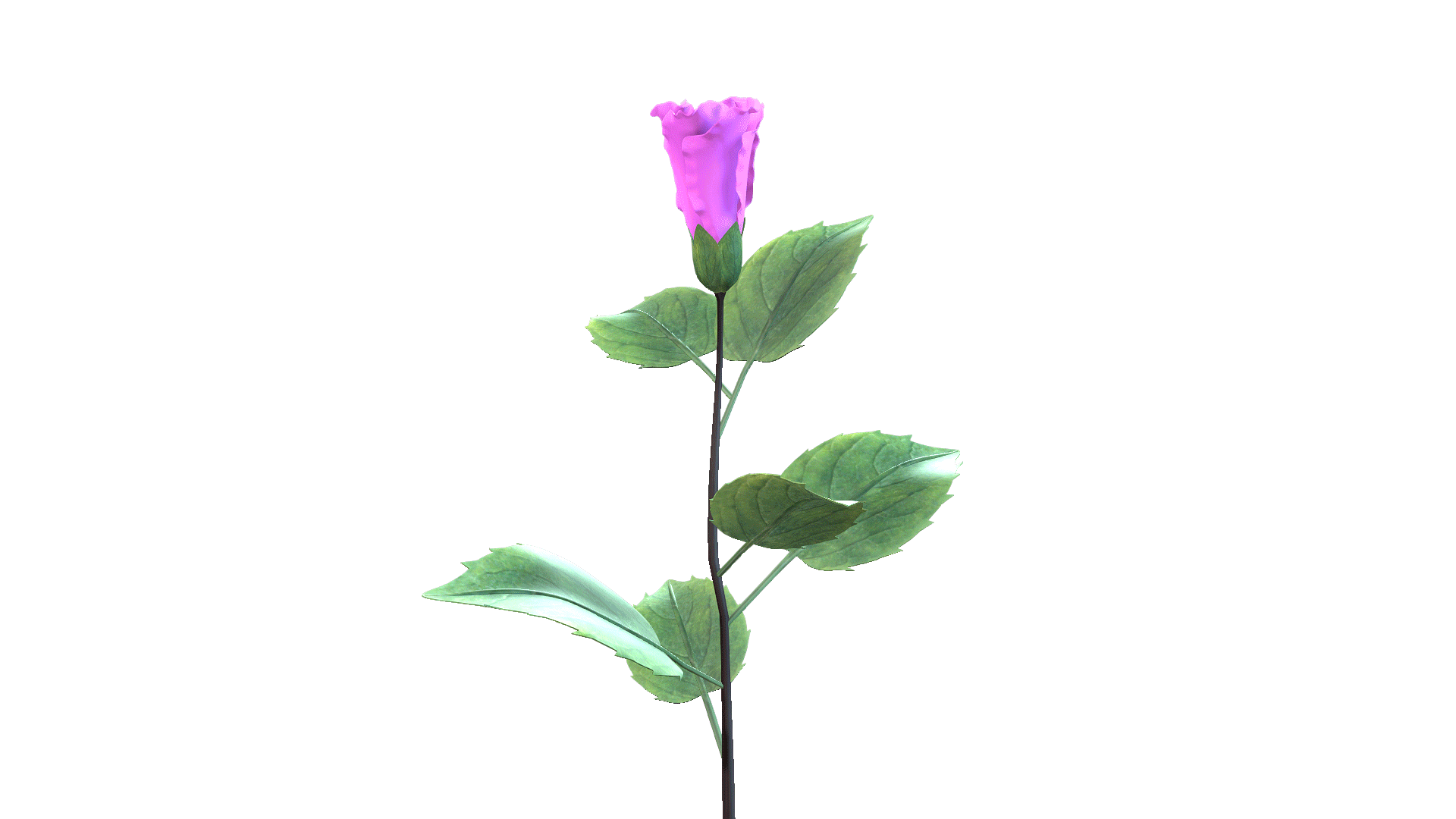 Pnk-Flower-Blooming-animation.gif