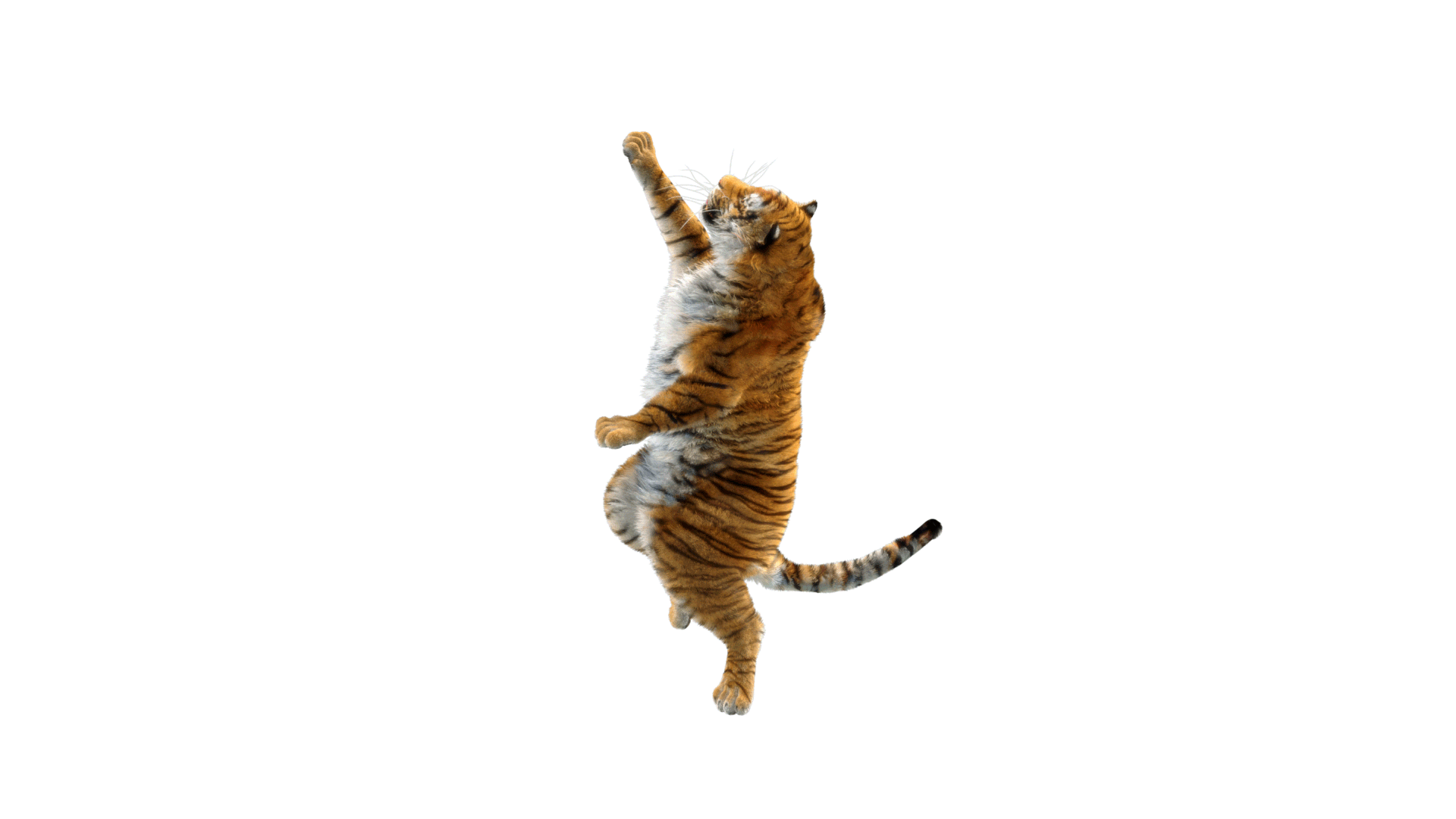 Tiger-dancing-1.gif
