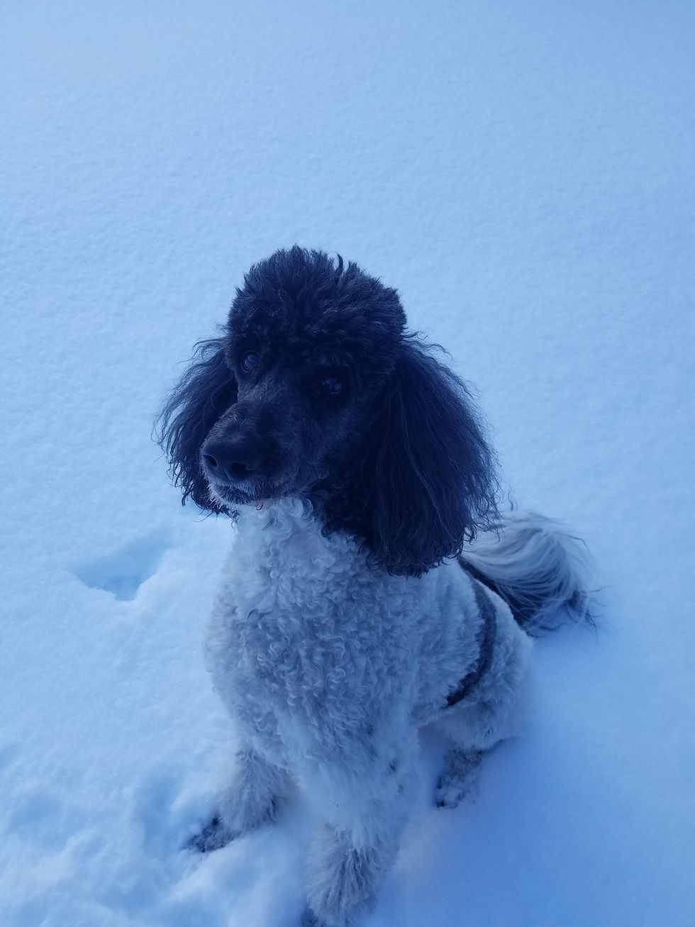 Molly