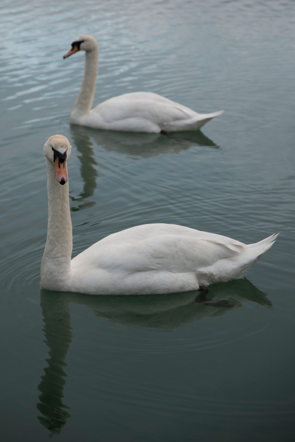 Cigne à Kinsale