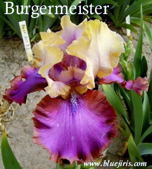Thumbnail: Burgermeister
