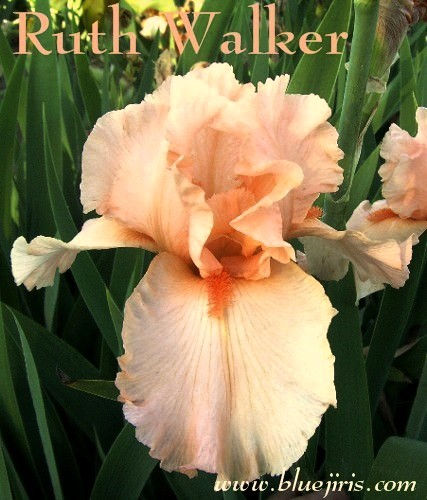 Thumbnail: Ruth Walker