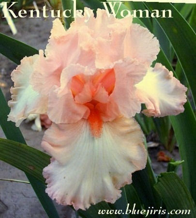 Thumbnail: Kentucky Woman