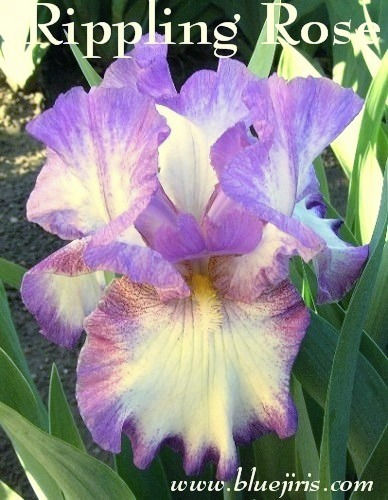 Thumbnail: Rippling Rose