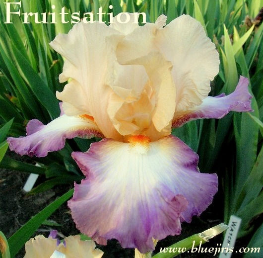 Thumbnail: FRUITSATION
