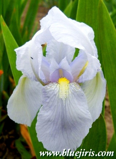 Thumbnail: Florentina (I.Germanica)