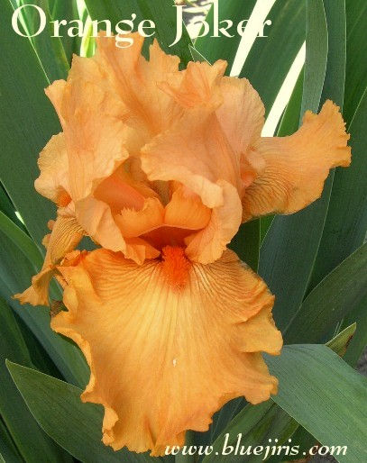 Thumbnail: Orange Joker