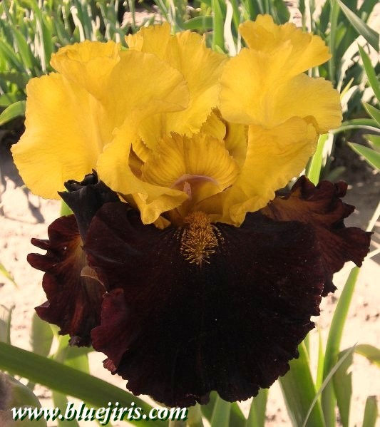 Thumbnail: Kathy Chilton