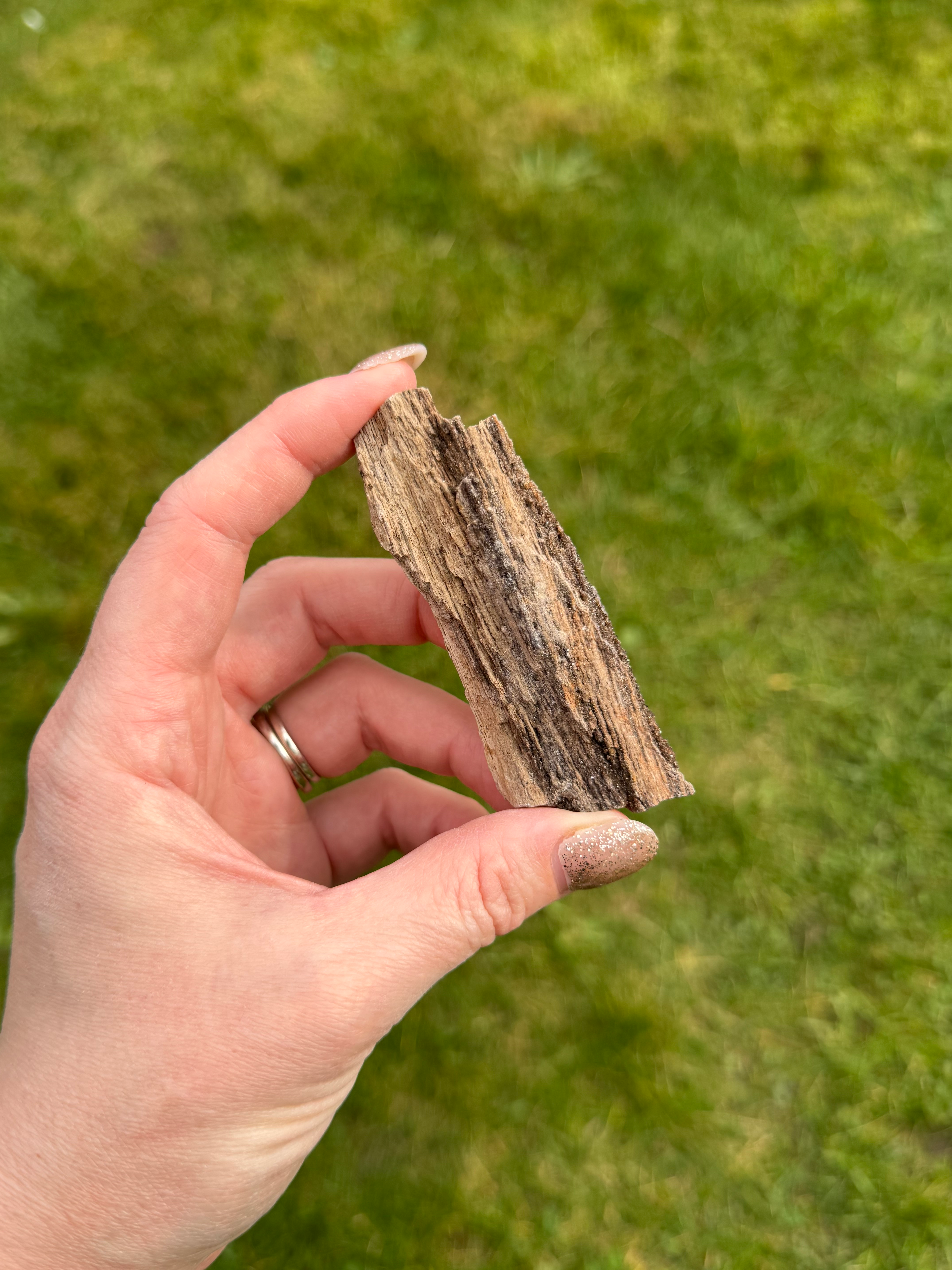 Fossilised wood with Quartz