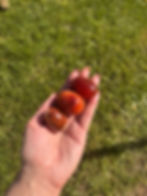Thumbnail: Medium Carnelian eggs