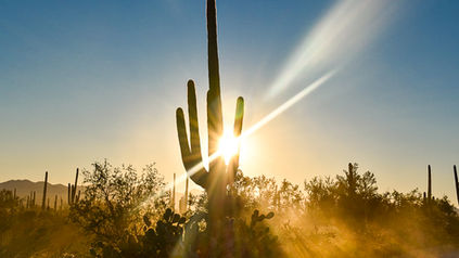 Saguaro National Park