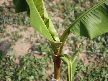 Musa itinerans "xishuangbannaensis" ou Mekong Giant