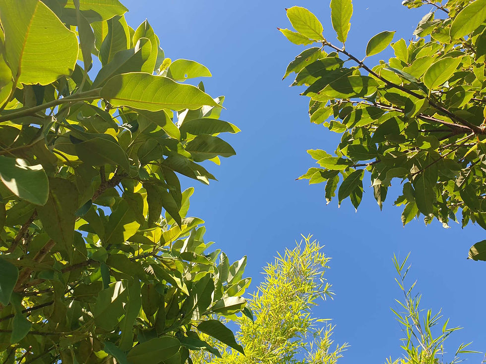 Sous une canopée d'ailleurs (Magnolia delavayi et Quercus glauca)