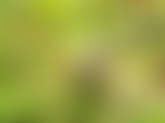 Les oiseaux du Yunnan