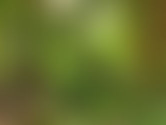 Un sous bois pour de vrai ?