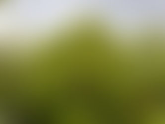 Le camphrier devient un arbre