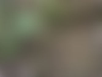 Objectif n°1 : faire une canopée.