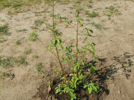 Cornus capitata