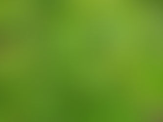 Quelques fleurs du mois de Mai