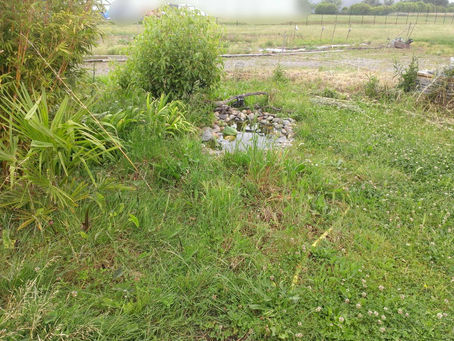 Les haies de bambous