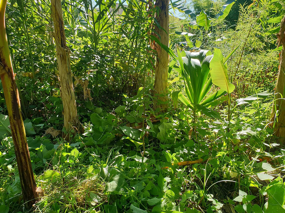 Sol forestier sous les bananiers, avec un Acer laevigatum au milieu