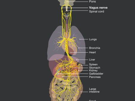 Understanding Polyvagal Theory: How Your Nervous System Shapes Your Emotions, Relationships, and Healing