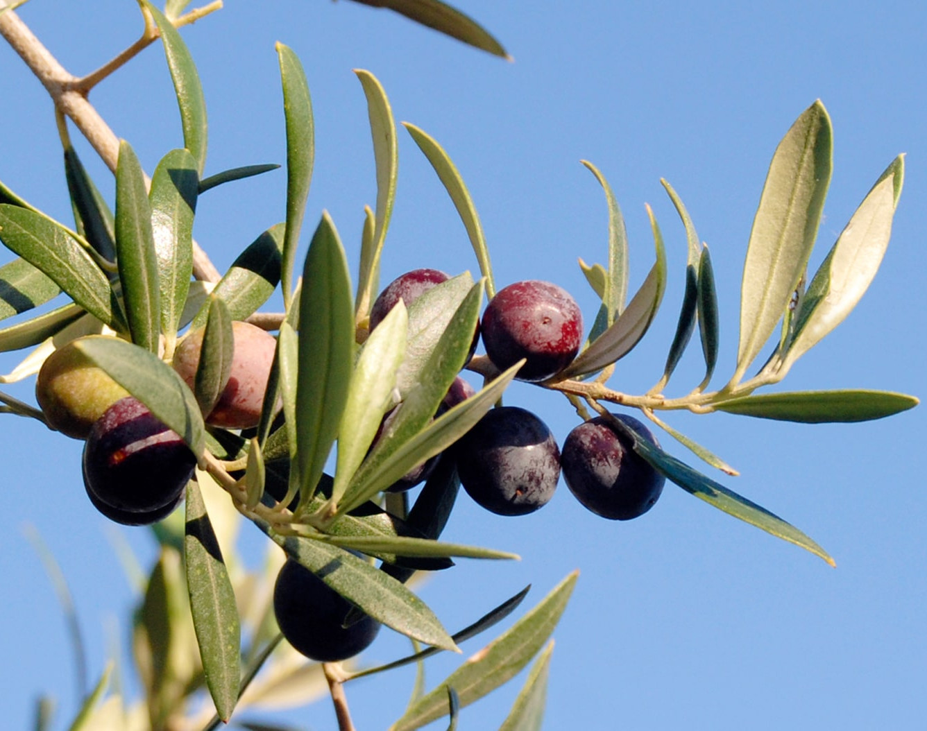 olives-min.jpg