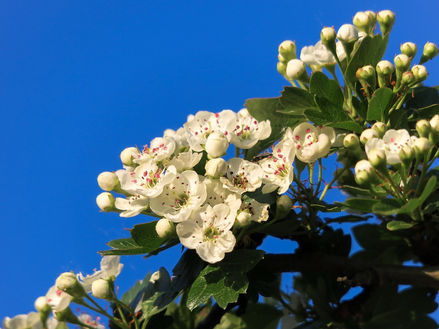 Beltane Sunday 2 May: Save the Date!