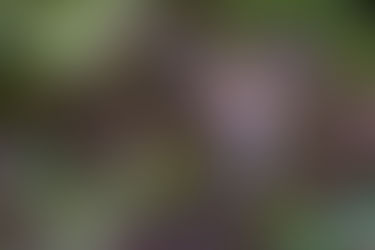 Accessibility for events: your views